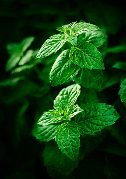 mouth-watering mint